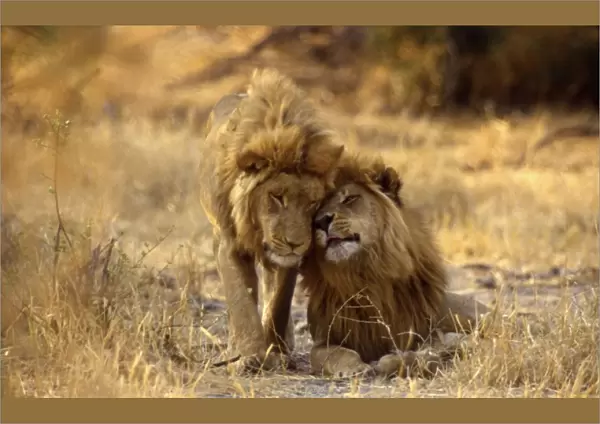 Male Lions CRH 437 Headrubbing - Moremi, Botswana Panthera leo © Chris Harvey  /  ardea. com