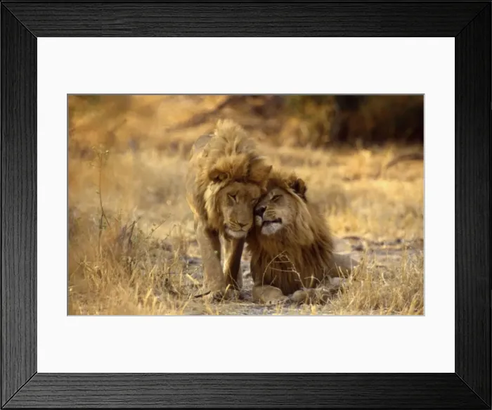 Framed Print : Male Lions CRH 437 Headrubbing - Moremi, Botswana Panthera leo © Chris Harvey / ardea. com Framed Print : Male Lions CRH 437 Headrubbing - Moremi, Botswana Panthera leo © Chris Harvey / ardea. com