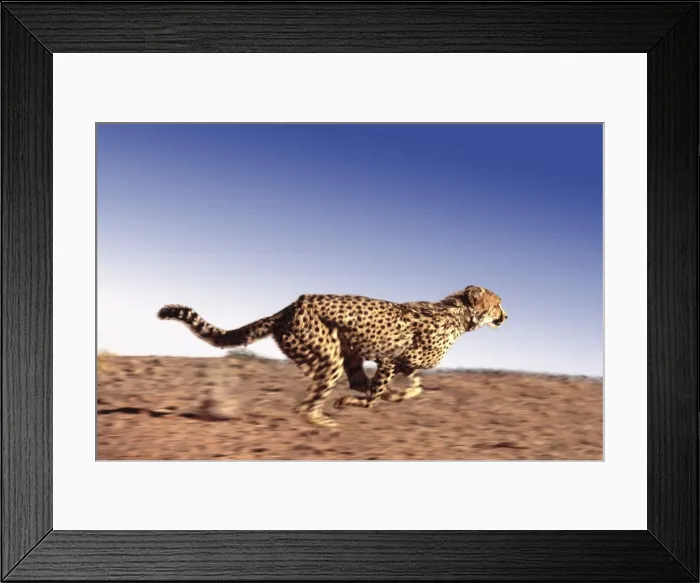 Framed Print : Cheetah CRH 757 RF M Running Acinonyx jubatus © Chris Harvey / ardea. com Framed Print : Cheetah CRH 757 RF M Running Acinonyx jubatus © Chris Harvey / ardea. com