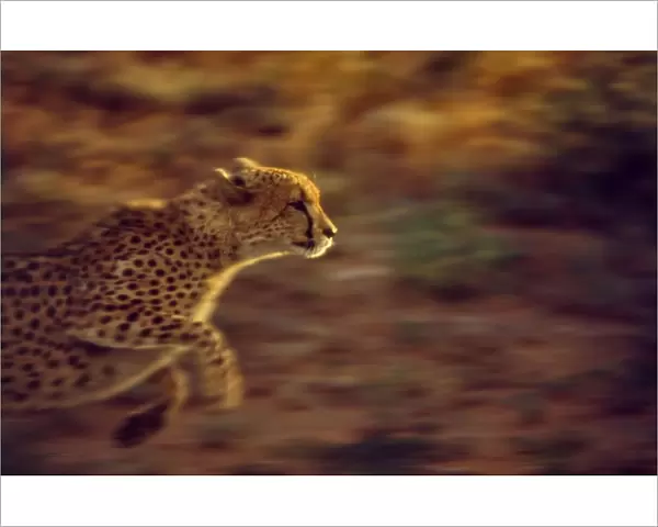 Cheetah CRH 960 M Running Moremi, Botswana Acinonyx jubatu © Chris Harvey  /  ardea. com