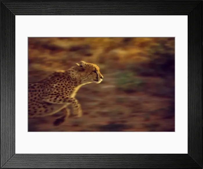 Framed Print : Cheetah CRH 960 M Running Moremi, Botswana Acinonyx jubatu © Chris Harvey / ardea. com Framed Print : Cheetah CRH 960 M Running Moremi, Botswana Acinonyx jubatu © Chris Harvey / ardea. com