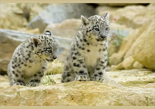 Snow Leopards - cubs