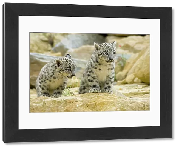 Snow Leopards - cubs