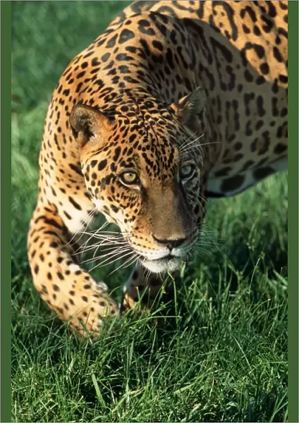 Jaguar FG 12421 Panthera onca © Francois Gohier  /  ardea. com