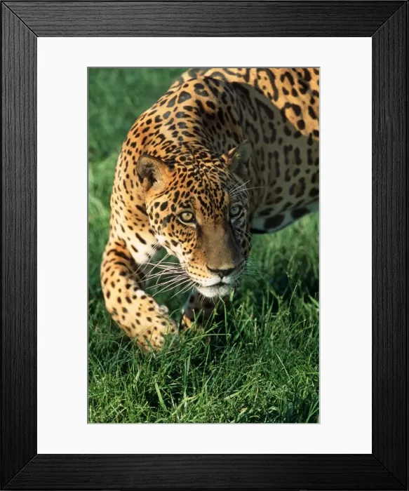 Framed Print : Jaguar FG 12421 Panthera onca © Francois Gohier / ardea. com Framed Print : Jaguar FG 12421 Panthera onca © Francois Gohier / ardea. com