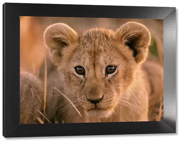 Lion cub FL 569 Maasai Mara, Kenya Panthera leo © Ferrero-Labat  /  ardea. com
