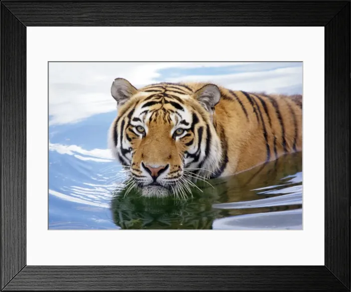 Framed Print : Siberian Tiger Framed Print : Siberian Tiger