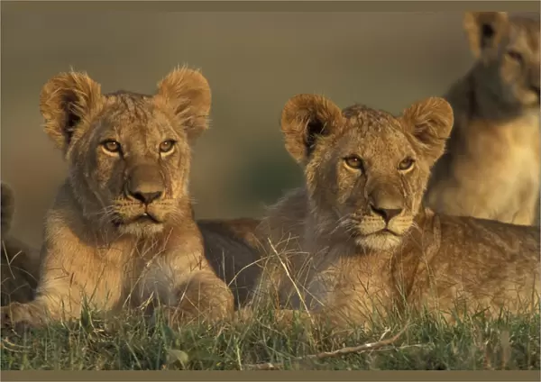 Lion. LA-8783. Alert lions cubs. panthera leo