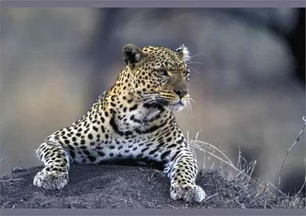 Leopard. LA-8784. Leopard. Panthera pardus