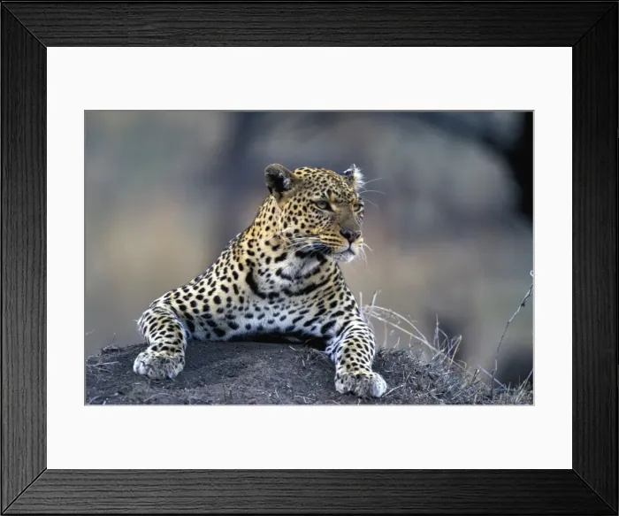 Framed Print : Leopard. LA-8784. Leopard. Panthera pardus Framed Print : Leopard. LA-8784. Leopard. Panthera pardus