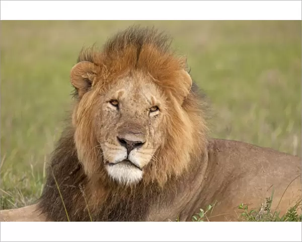 African Lion - male - Masai Mara Game Reserve - Kenya