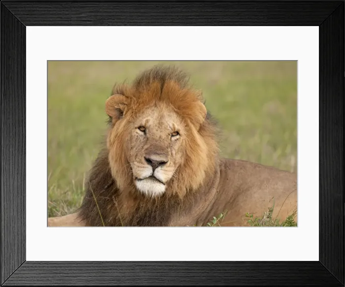 Framed Print : African Lion - male - Masai Mara Game Reserve - Kenya Framed Print : African Lion - male - Masai Mara Game Reserve - Kenya