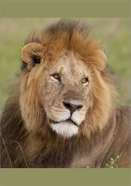African Lion - male - Masai Mara Game Reserve - Kenya