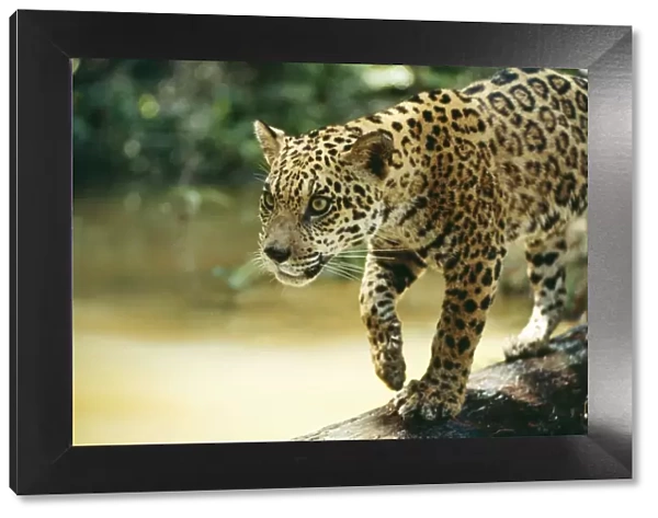 Jaguar NG 603 Sub adult male, crossing log over river, Amazon Brazil. Panthera onca © Nick Gordon  /  ardea. com