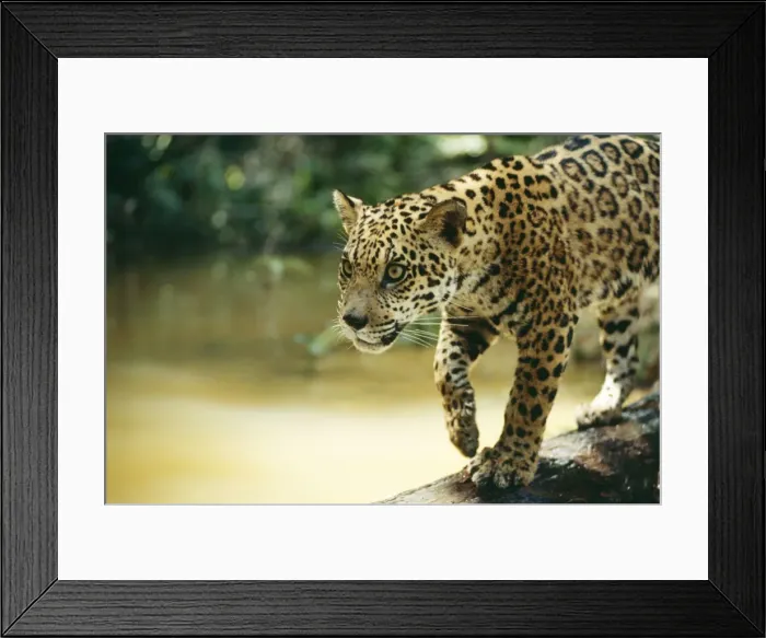 Framed Print : Jaguar NG 603 Sub adult male, crossing log over river, Amazon Brazil. Panthera onca © Nick Gordon  /  ardea. com
