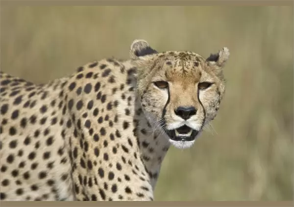 Cheetah - adult female - Masai Mara Reserve - Kenya
