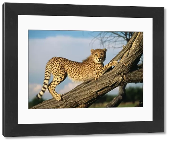 Cheetah WAT 7052 Acinonyx jubatus © M. Watson  /  ardea. com