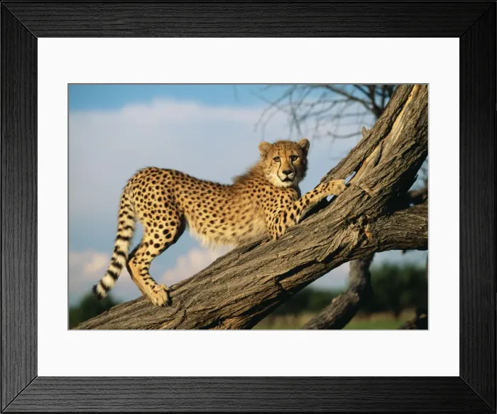 Framed Print : Cheetah WAT 7052 Acinonyx jubatus © M. Watson / ardea. com Framed Print : Cheetah WAT 7052 Acinonyx jubatus © M. Watson / ardea. com