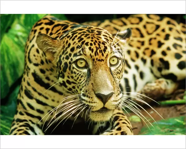 Jaguar WAT 7242 Panthera onca © M. Watson  /  ardea. com