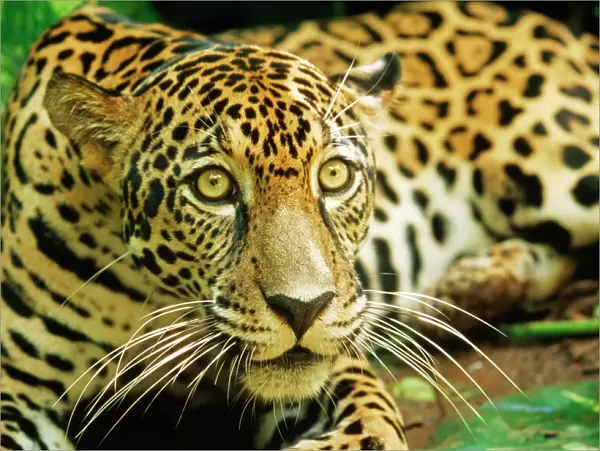 Jaguar WAT 7242 Panthera onca © M. Watson  /  ardea. com