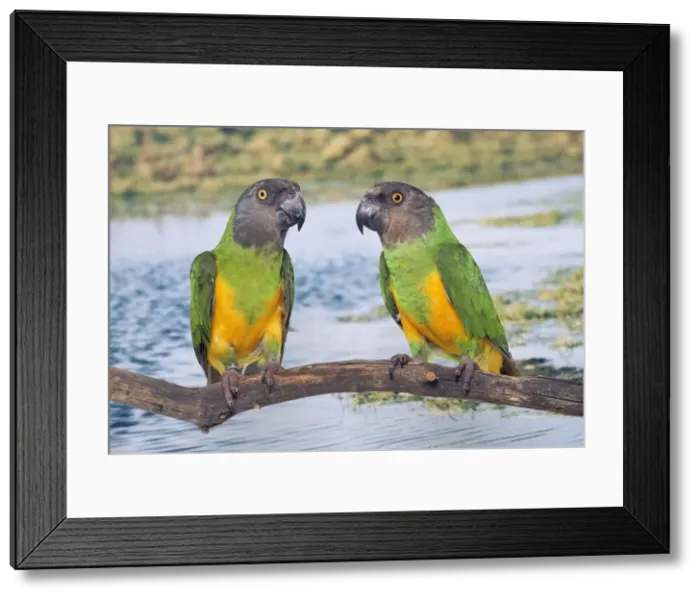 Framed Print : Senegal Parrot AP 1399 Poicephalus senegalus © Dennis Avon / ardea. com Framed Print : Senegal Parrot AP 1399 Poicephalus senegalus © Dennis Avon / ardea. com