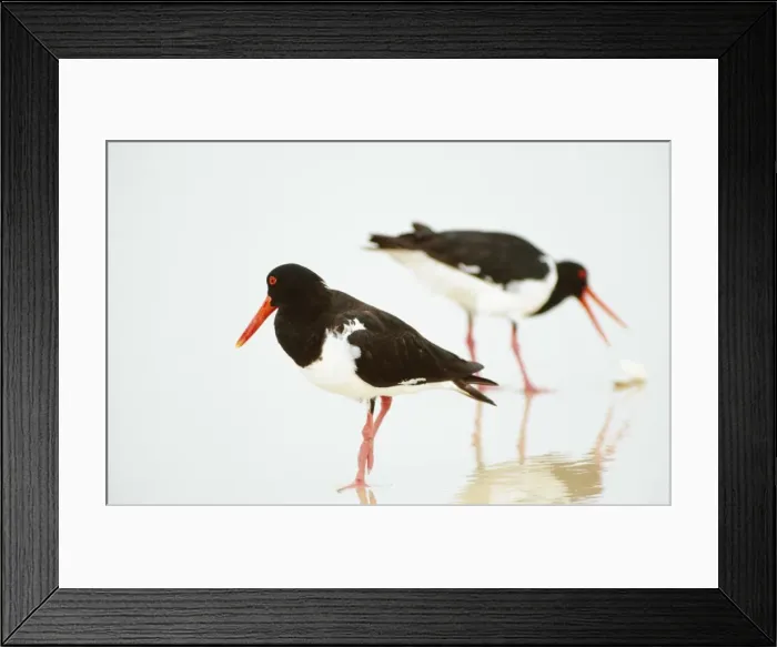 Framed Print : Oystercatcher - foraging at water's edge on surf beach for Eugarie shell (Donax deltoides) Framed Print : Oystercatcher - foraging at water's edge on surf beach for Eugarie shell (Donax deltoides)