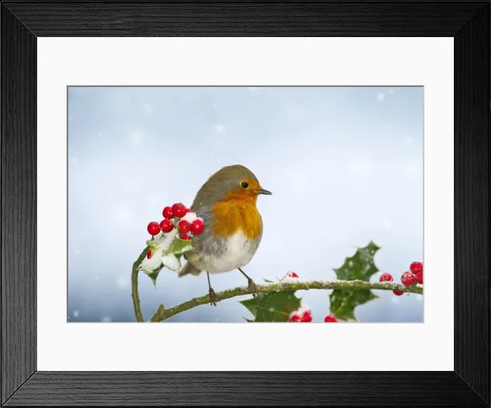 Framed Print : Robin - on Holly in snow - West Wales UK 11915 Digital Manipulation: background colour to blue, falling snow Framed Print : Robin - on Holly in snow - West Wales UK 11915 Digital Manipulation: background colour to blue, falling snow
