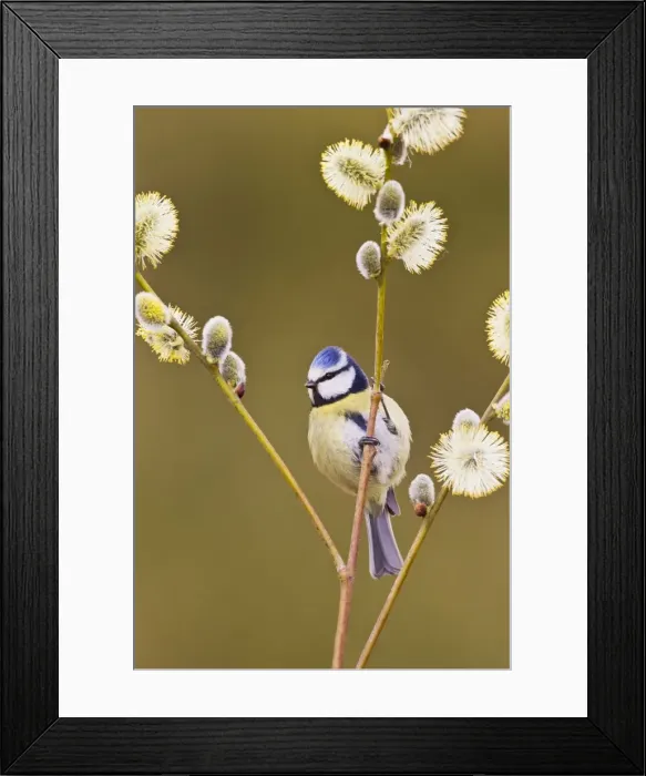 Framed Print : Blue Tit - on Pussy Willow - Bedfordshire - UK 12298 Framed Print : Blue Tit - on Pussy Willow - Bedfordshire - UK 12298