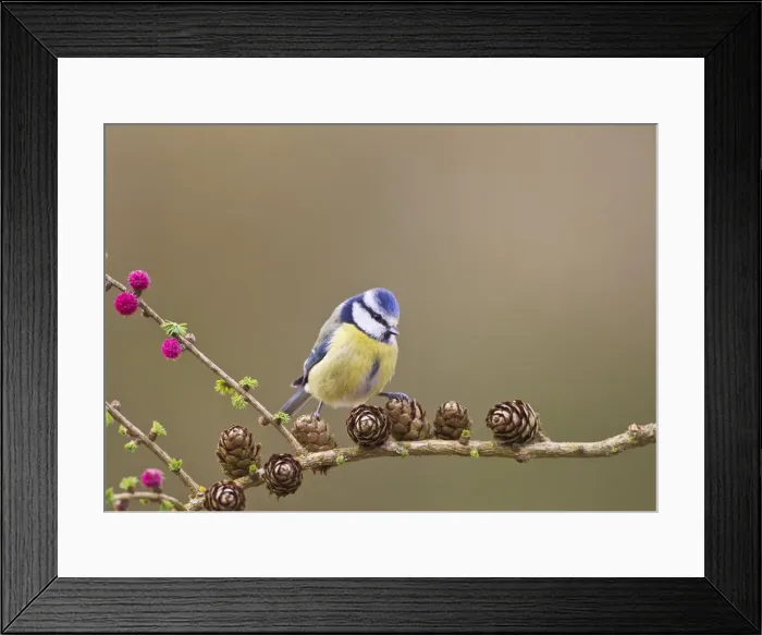 Framed Print : Blue Tit - on larch - Bedfordshire - UK 12301 Framed Print : Blue Tit - on larch - Bedfordshire - UK 12301