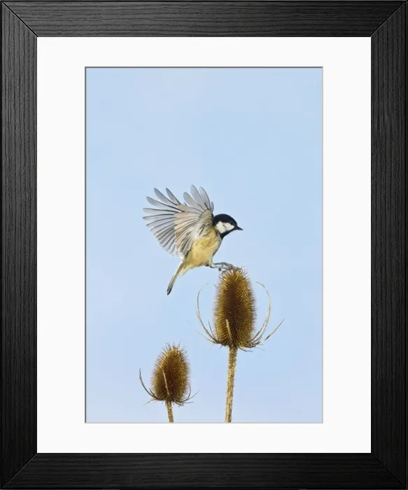 Framed Print : Coal Tit - landing on Teasel - Bedfordshire - UK 12332 Framed Print : Coal Tit - landing on Teasel - Bedfordshire - UK 12332