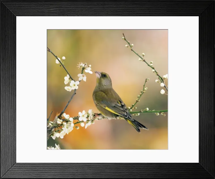 Framed Print : Greenfinch Framed Print : Greenfinch
