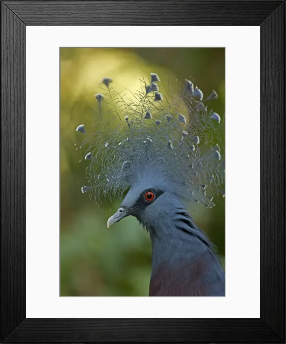 Framed Print : Victoria Crowned Pigeon - controlled conditions - Northern New Guinea Framed Print : Victoria Crowned Pigeon - controlled conditions - Northern New Guinea