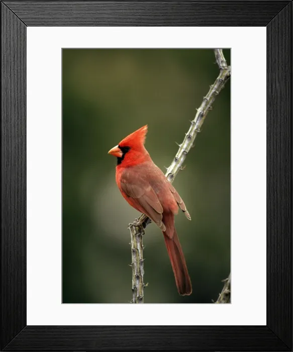 Framed Print : Northern Cardinal - male - Sonoran desert arizona - USA Framed Print : Northern Cardinal - male - Sonoran desert arizona - USA