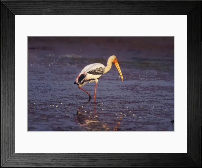 Framed Print : Painted Stork CB 46 Bharatpur National Park, India. Myceteria leucocephala © Chris Brunskill / ardea. com Framed Print : Painted Stork CB 46 Bharatpur National Park, India. Myceteria leucocephala © Chris Brunskill / ardea. com