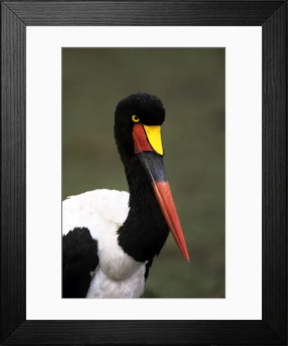 Framed Print : Saddlebilled Stork - Masai Mara Nationa Park Framed Print : Saddlebilled Stork - Masai Mara Nationa Park