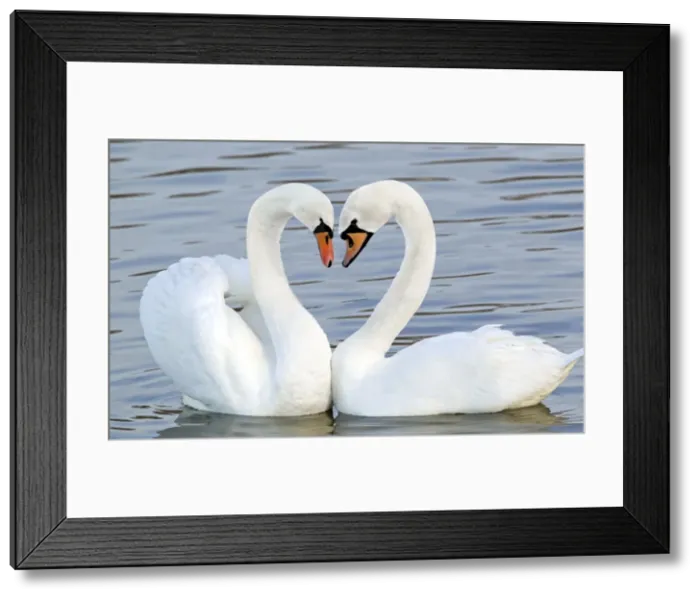 Framed Print : Mute Swan - Courtship display - Caerlaverock WWT BI020628 Digital Manipulation: Heart shaped necks Framed Print : Mute Swan - Courtship display - Caerlaverock WWT BI020628 Digital Manipulation: Heart shaped necks