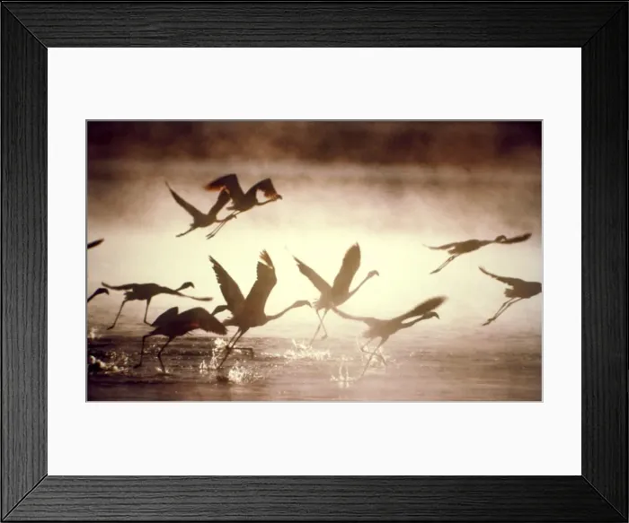 Framed Print : Greater Flamingoes CRH 929 Taking off from the steamy hot spring waters of a rift valley soda lake Lake Bogoria, Kenya Phoenicopterus ruber © Chris Harvey / ardea. com Framed Print : Greater Flamingoes CRH 929 Taking off from the steamy hot spring waters of a rift valley soda lake Lake Bogoria, Kenya Phoenicopterus ruber © Chris Harvey / ardea. com