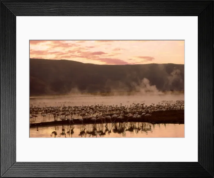 Framed Print : Greater Flamingoes CRH 936 Feeding from the steamy hot spring waters of a rift valley soda lake Lake Bogoria, Kenya Phoenicopterus ruber © Chris Harvey  /  ardea. com