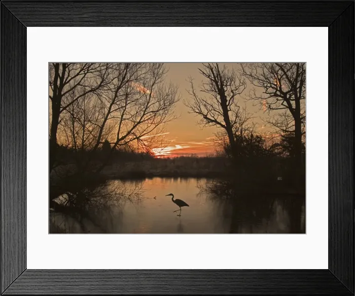 Framed Print : Grey Heron CRH 973 M Walking across a frozen pond Oxfordshire, England Ardea cinerea © Chris Harvey / ardea. com Framed Print : Grey Heron CRH 973 M Walking across a frozen pond Oxfordshire, England Ardea cinerea © Chris Harvey / ardea. com