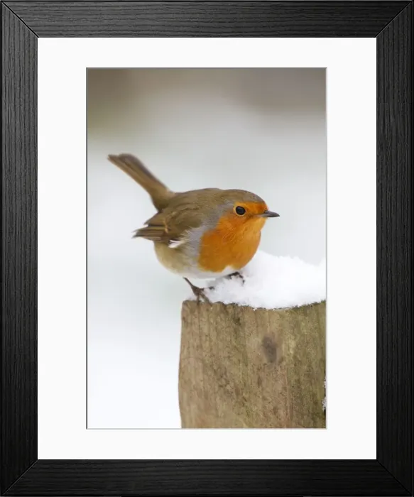 Framed Print : Robin - on post in snow - Winter - UK Framed Print : Robin - on post in snow - Winter - UK