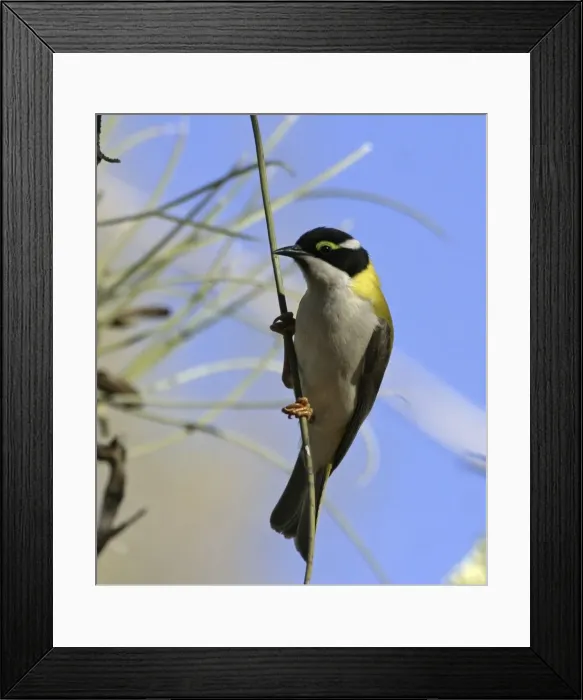 Framed Print : Black-chinned Honeyeater - at Long-leaved Corkwood Hakea suberea - Ormiston Gorge - West MacDonnell National Park - Nthn Territory - Australia Framed Print : Black-chinned Honeyeater - at Long-leaved Corkwood Hakea suberea - Ormiston Gorge - West MacDonnell National Park - Nthn Territory - Australia