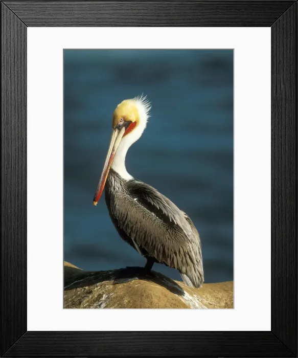 Framed Print : Brown Pelican FG 11944 Non-breeding adult, North America. Pelecanus occidentalis © Francois Gohier  /  ardea. com