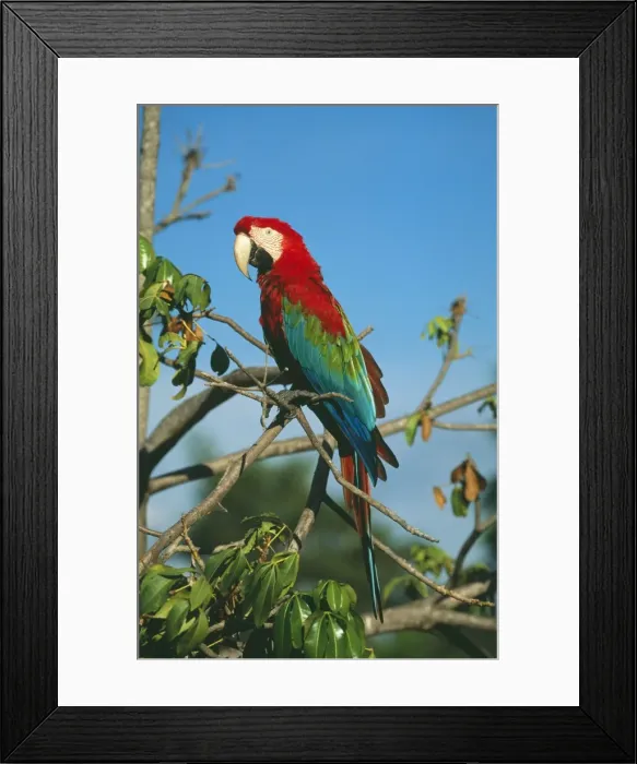 Framed Print : Green-winged / Red & Blue Macaw FG 12167 Tropical South America Ara chloroptera © Francois Gohier / ardea. com Framed Print : Green-winged / Red & Blue Macaw FG 12167 Tropical South America Ara chloroptera © Francois Gohier / ardea. com