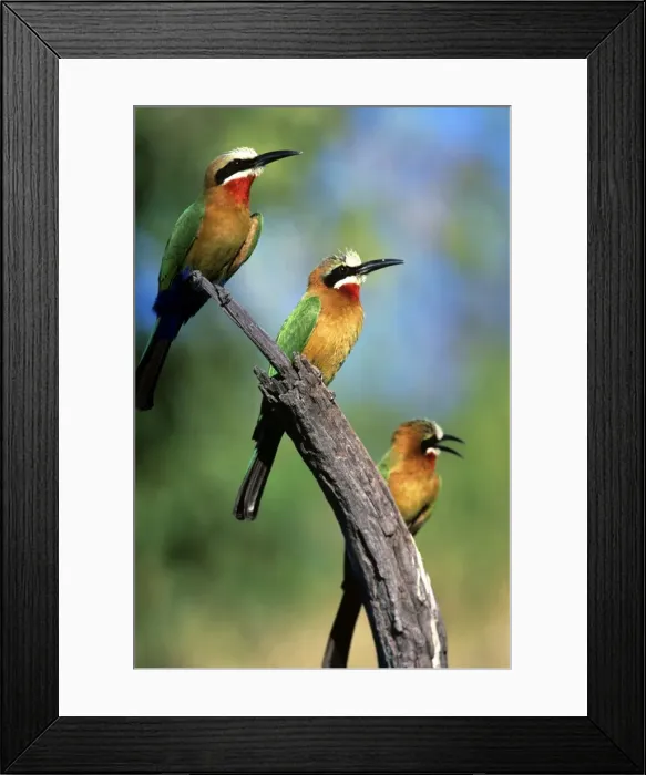 Framed Print : White Fronted Bee-eaters Framed Print : White Fronted Bee-eaters