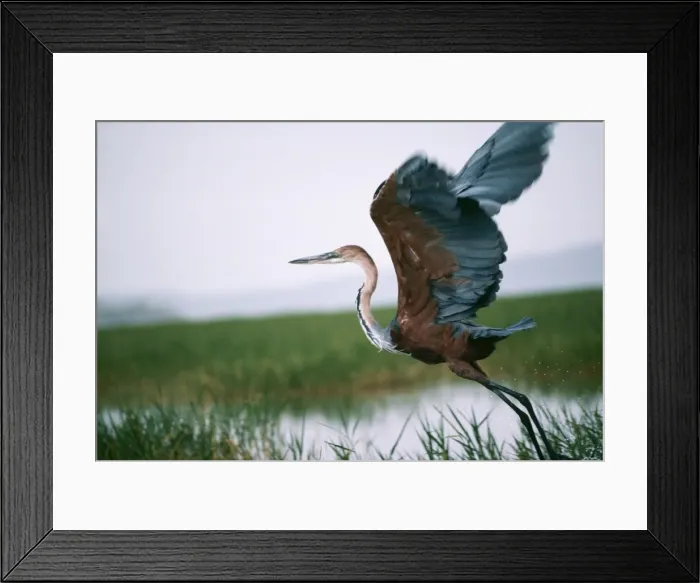 Framed Print : Goliath Heron JD 1114 Ardea goliath © John Daniels / ardea. com Framed Print : Goliath Heron JD 1114 Ardea goliath © John Daniels / ardea. com