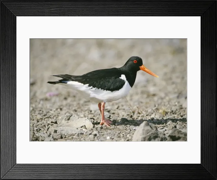 Framed Print : Oystercather
