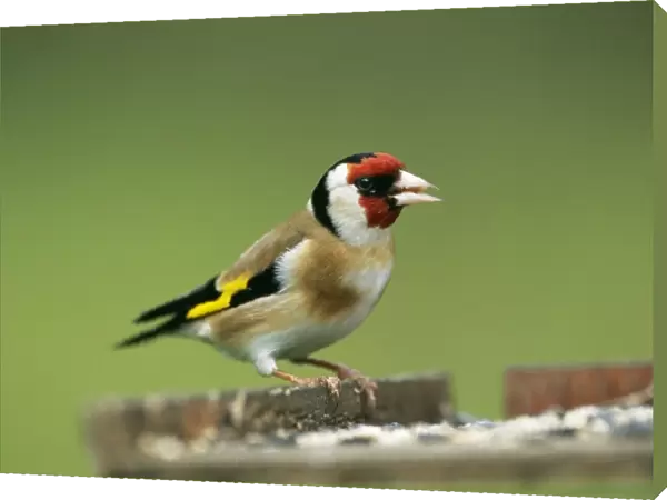 Goldfinch. JD-15493. GOLDFINCH - at bird table