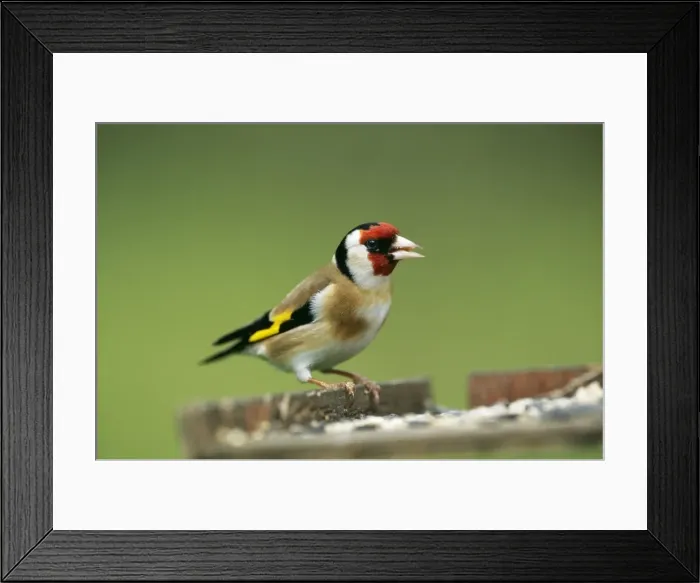 Framed Print : Goldfinch. JD-15493. GOLDFINCH - at bird table Framed Print : Goldfinch. JD-15493. GOLDFINCH - at bird table