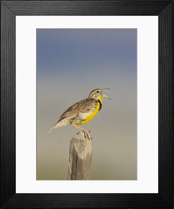 Framed Print : Western Meadowlark - singing - on breeding territory in early summer - Montana in July - USA Framed Print : Western Meadowlark - singing - on breeding territory in early summer - Montana in July - USA