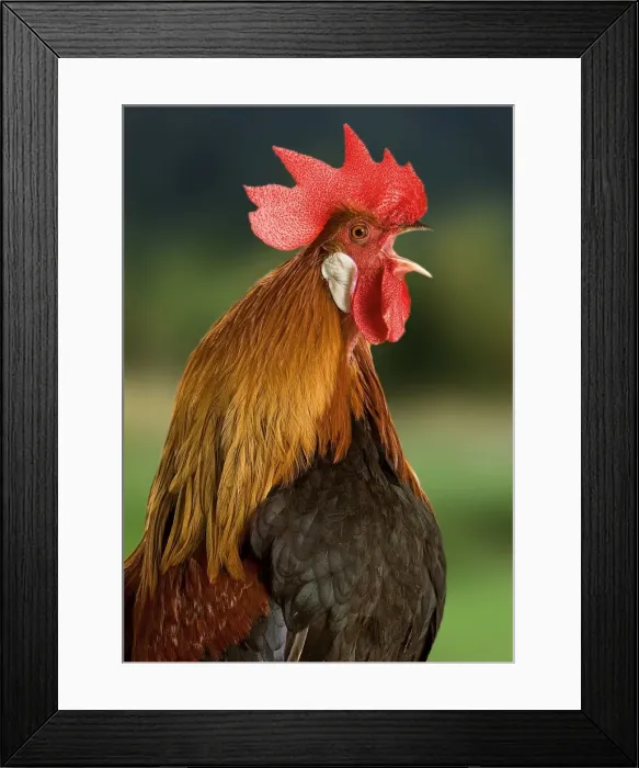 Framed Print : Chicken - Cockerel crowing Framed Print : Chicken - Cockerel crowing